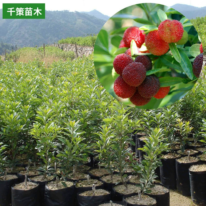 Саженцы фруктовых деревьев Рассада мирики рубры Морозостойкие Юг Север Посадка Саженцы фруктовых деревьев на горшечном поле