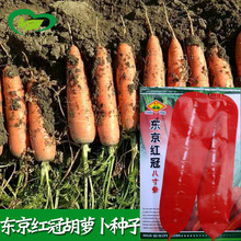 东京红冠八寸参胡萝卜种子 农田菜园胡萝卜籽蔬菜种子