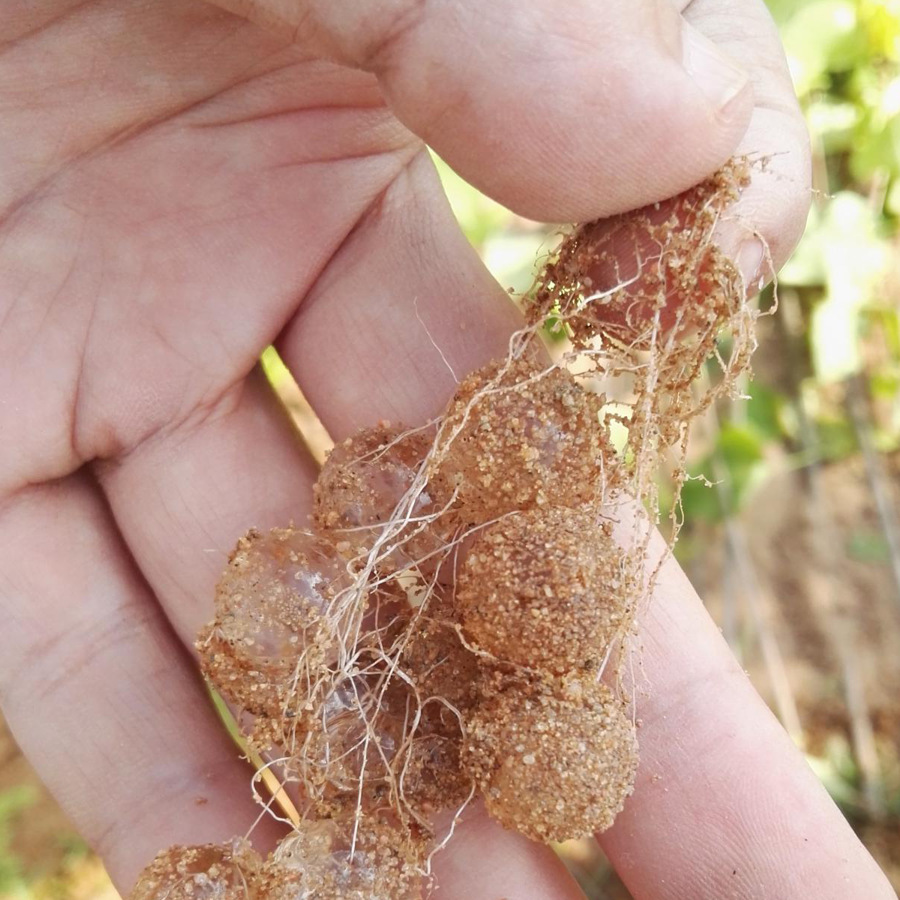 厂家直供透明球形花卉土壤超长保水可降解吸水保水剂