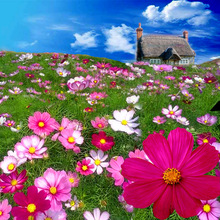 波斯菊格桑花种子四季开花易活庭院室外花卉种子七彩花种野花组合