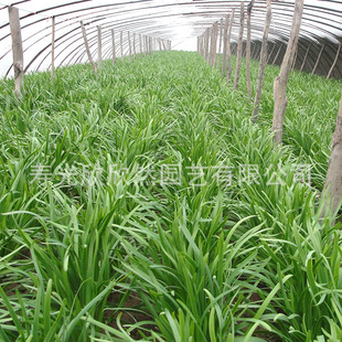 �²˷N�ӷN���猒�~�²�С���~�ļ����Ը��߲��ѷN���~ɢ�b������