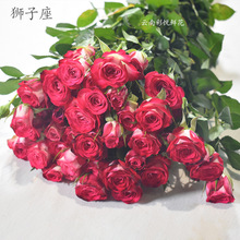 【多头玫瑰】云南鲜花批发月季 蔷薇室内装饰 鲜切玫瑰花基地直供