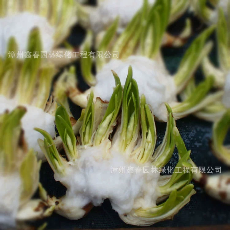 Оптовые поставки цветов нарцисса, одинарные и двойные лепестки, новогодние гидропонные цветы, растения в горшках, подарки оптом, происхождение: новогодние цветы