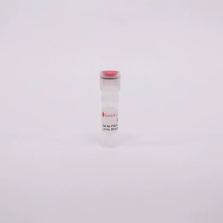 P3519 pUC19   pUC19   质粒  常用质粒  通用质粒 索莱宝 科研用