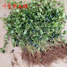 基地直销中华常青藤苗四季常青常春藤爬藤植物长青藤吊兰阳台庭院