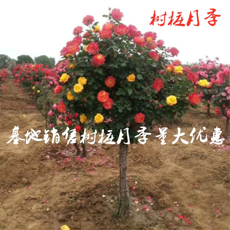 Базовые прямые продажи большой цветочный пень роза высокий стебель Роза Горшечное растение в текущем году характеристики цветения завершают скидку на большое количество