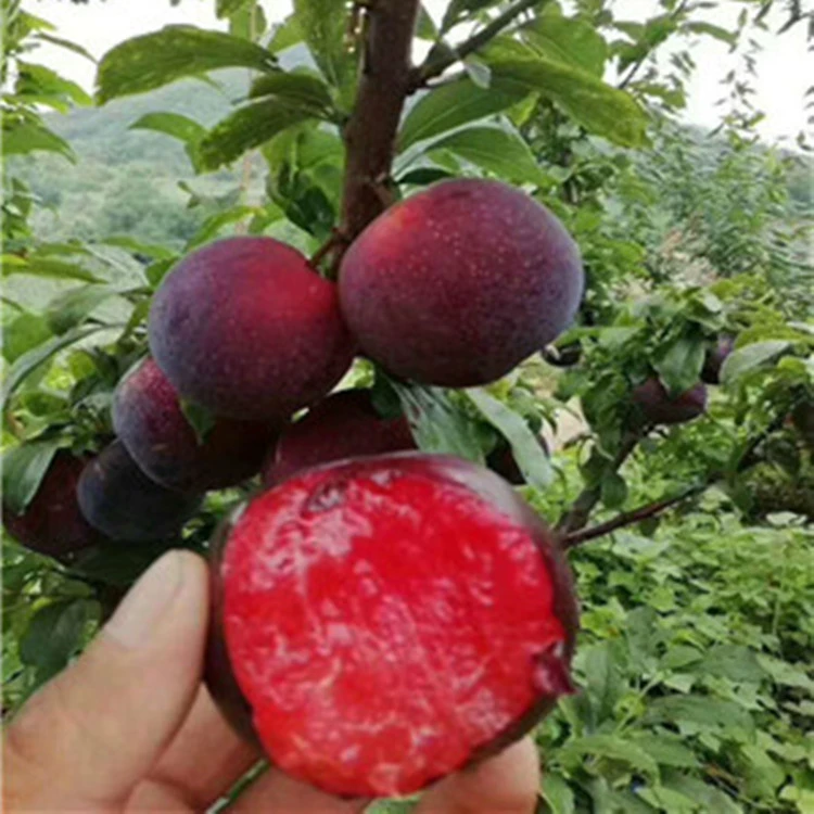 База продает саженцы сливы горшечные саженцы фруктовых деревьев Саженцы плодовых деревьев результаты года красное мясо Слива большая сумма Скидки