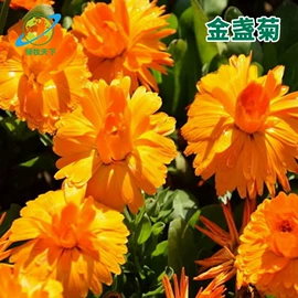 种子;草坪;草种子