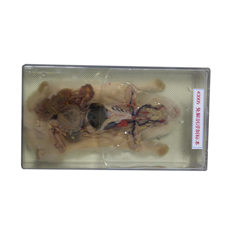 厂家直销兔解剖浸制标本4105 初高中生物医学实验教具教学仪器