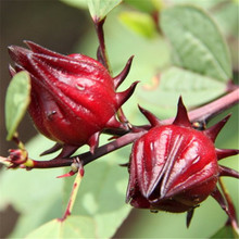 洛神花种子种子玫瑰茄种子美容养颜植物 阳台花卉蔬菜种籽