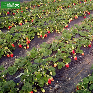 Base Wholesale Strawberry Seedlings That Bear Fruit in the Same Year, Cream Strawberry Seedlings That Bear Fruit in the Balcony and Courtyard in All Seasons