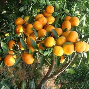 ������ľ�҃����ԾGֲ��������^�p �����辰 �̽��辰 ���Ә���