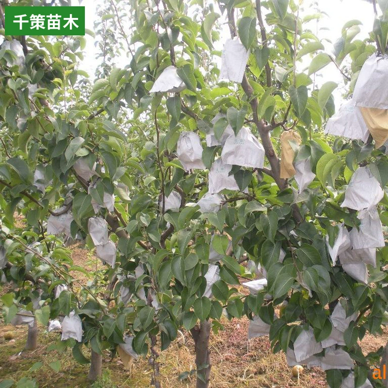 Привитые рассады посадка фруктов рассады в Южном Китае Северный Zaosui Красная Груша фрукты рассады оптом Dangshan груша