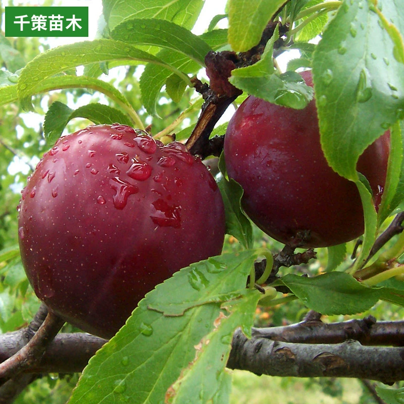 База оптовых саженцев сливы горшечный полевой сад Фруктовый сад саженцы плодовых деревьев посадка на юге и севере года итоги