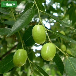 当年结果地栽枣树活苗果树苗水果苗庭院栽植红枣新疆和田玉大枣树