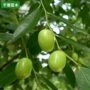 新疆地栽庭院栽植果树苗