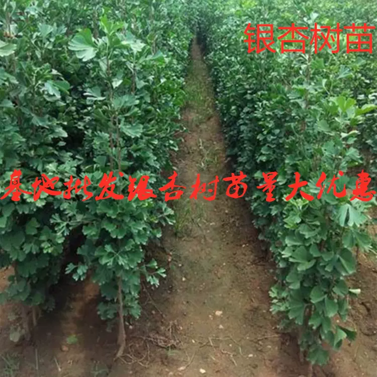 基地批发银杏白果树苗绿化苗木工程用苗庭院四季种植占地树苗