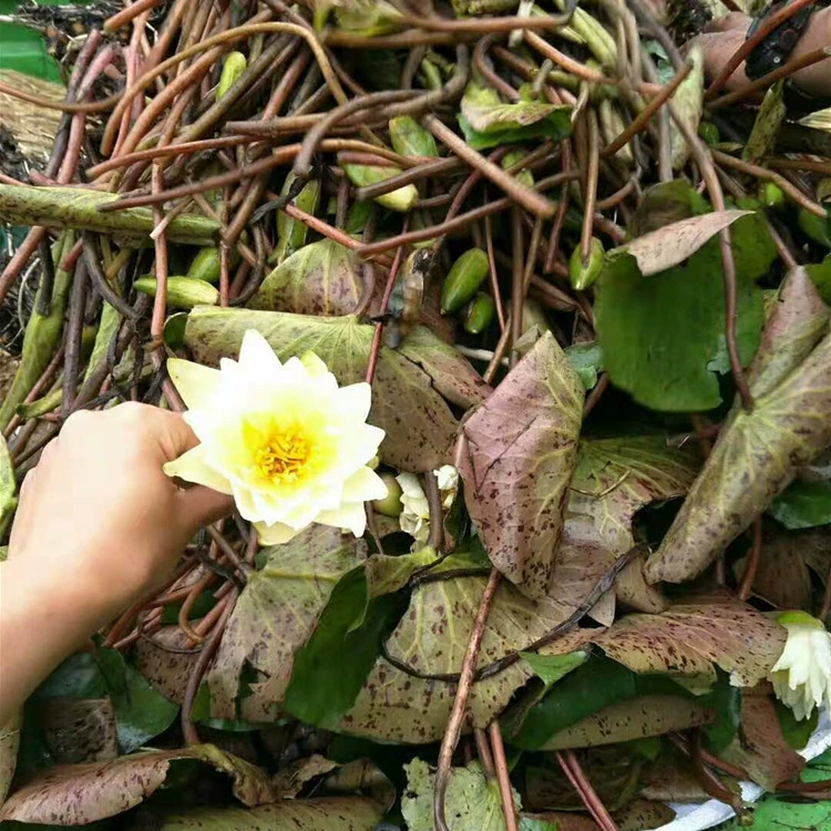 Прямые продажи больших водяных лилий кувшинки корень блока водных растений мини Водяные лилии многоцветные Водяные лилии сеянцы водяных лилий скидка на большое количество