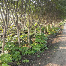 ���ش���������ޱ ����ޱ ������ޱ �е��� Ʒ�N�Rȫ ���󃞻�