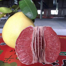 Ӹtrt֬gϪtĴƽ֬Fժ