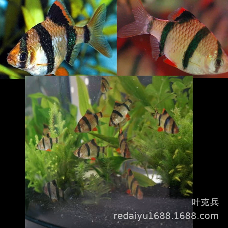 Тропические декоративные рыбы оптом Тигровая кожа рыба три рыбы плавание рыбы