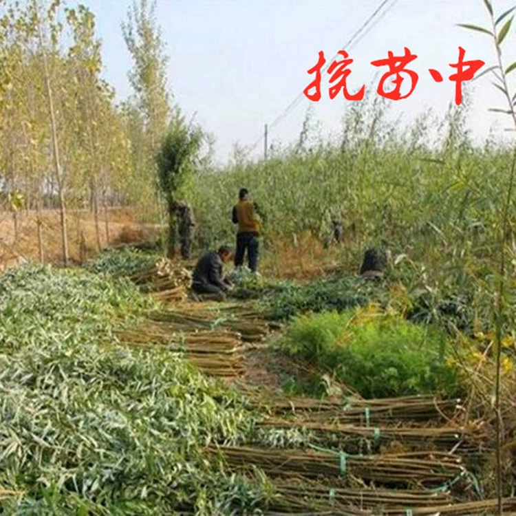 Оптовая продажа рассады плакучей ивы быстрорастущие рассада ивы озеленение реки рассада инженерные рассады ценовые уступки