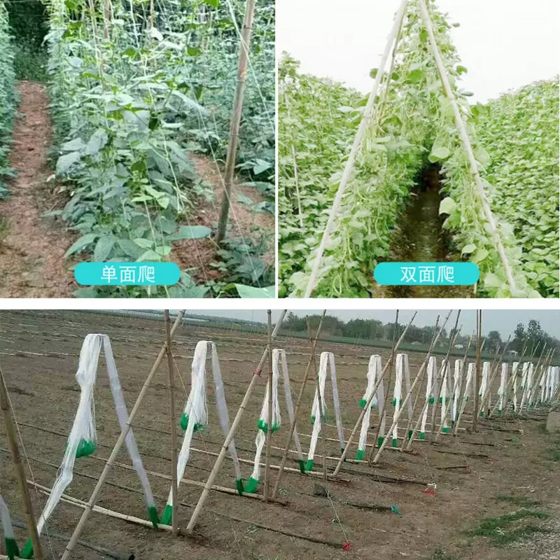 植物爬藤网 山药网黄瓜网豆角网丝瓜吊瓜网 爬架攀爬网种植网架