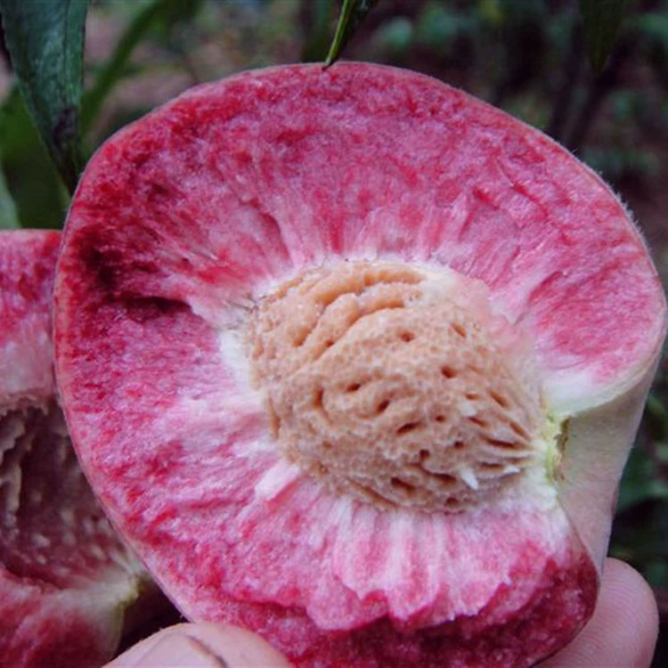 Оптовые саженцы персиковых деревьев Южная и Северная посадка саженцев плодовых деревьев Садовая посадка охватывает площадь результатов года