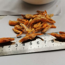 ��̩�|�΃��ɼt�^�r �Bֳ�^�p�r���~ʳ���Z�~��ϏS�����l