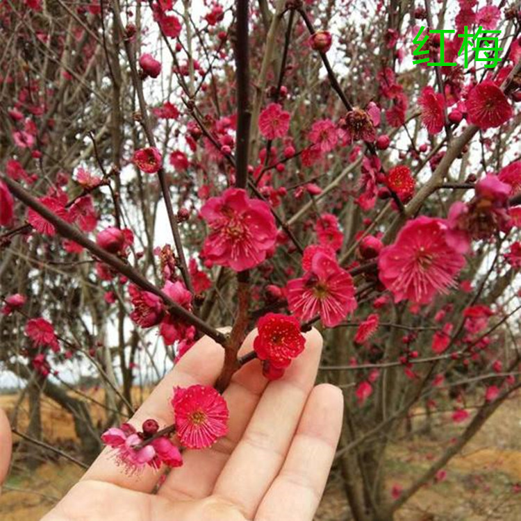 基地销售红梅树苗盆栽 骨里红树苗当年开花 冬季花卉植物量大优惠