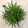 [Base] Dwarf Luo Hansong (90#) Pineapple Flower Plant Bonsai Pot Pot Purified Air
