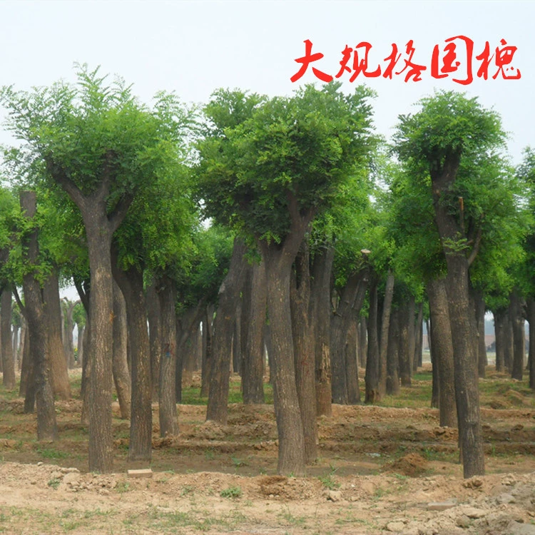 Базовые прямые продажи саженцев Sophora japonica Озеленение саженцев инженерных саженцев Технические характеристики саженцев Sophora japonica завершают скидку на большое количество