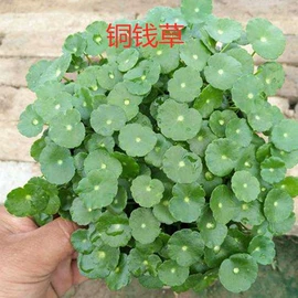 盆栽;种子;园林果树