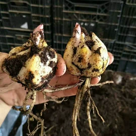 栽培基质;种子;其他园林资材