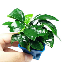 Сˮ�� ���w ˮ�� ���l  ˮ���~���쾰��ľ С�~ˮ��С�Ź��ˮ��