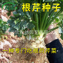 mȾø۷N ۲˷NѳԸ߶̨߲ļﶬ