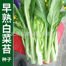 早熟白菜苔3号种子 高产抗病广东菜心秋季农家菜苔蔬菜阳台四季播