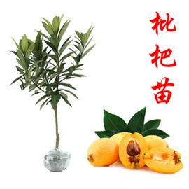 盆栽;园林果树;种子