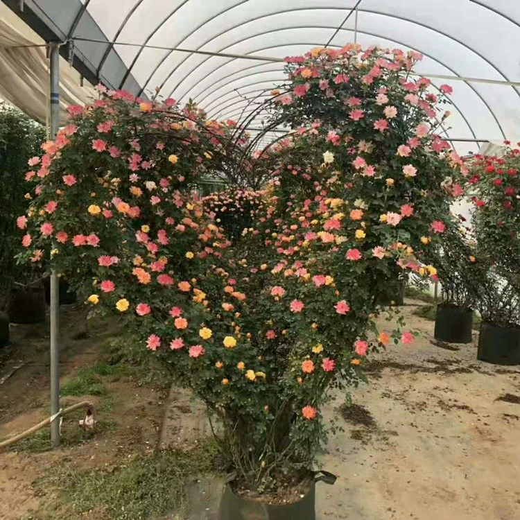 Базовые продажи Виноградная Роза в горшке Роза Шар Стиль Ваза для скалолазания Роза Вилла во дворе