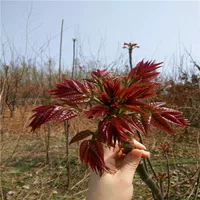 База оптовых продаж саженцев Toona sinensis теплиц Toona sinensis количество деревьев скидка двор балкон юг и север посадка