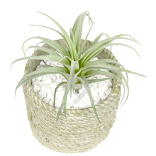 ����ֲ��15cm�՚��P��ֲë�ٶ�������՚�ݾGֲ���b������