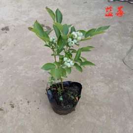 盆栽;种子;园林果树