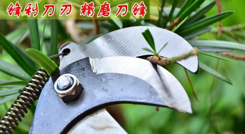 High-altitude scissors with rope, fruit picker, high-altitude scissors, branch scissors, high-altitude pruning garden labor-saving batch