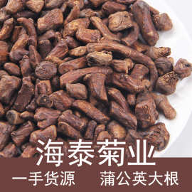 散装批发海泰厂家蒲公英根炒制蒲公英根茶干蒲公英茶婆婆丁花草茶