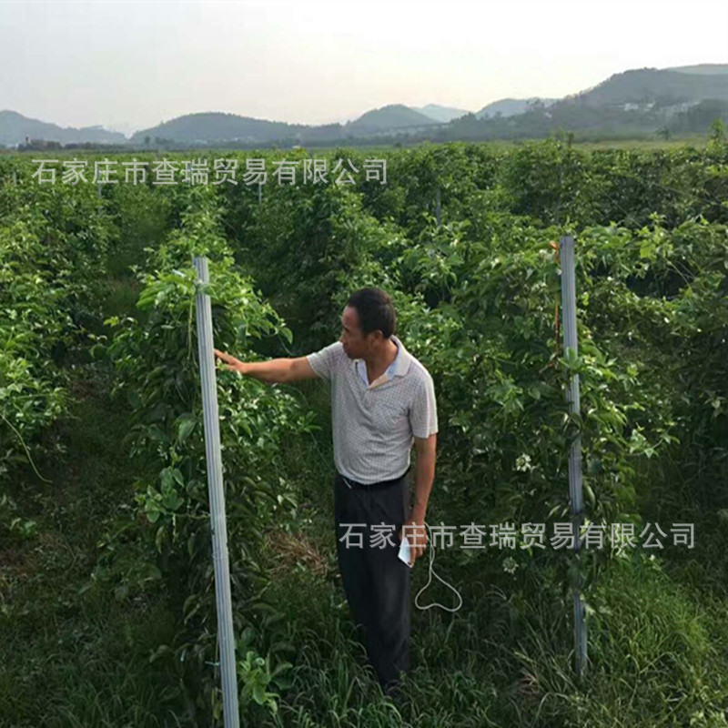 镀锌钢猕猴桃立柱 葡萄架杆 百香果种植用桩柱