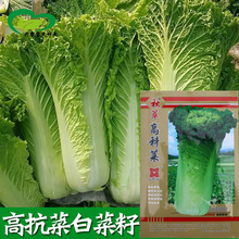 ���͸߿ưײ˷N�� �r��ˈ@���ߘ�ֱͲ�ײ������~��ײ��߲���