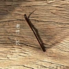 Old Bamboo Tea