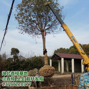 ����ֱ��8 10 12 15 18������������U�������� �ؗUС����