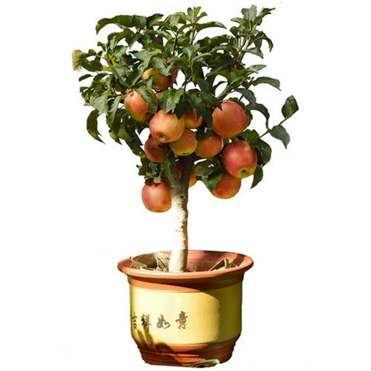 Оптовая Красный Фудзи карлик яблоко саженец в горшках бонсай крытый балкон двор фруктовый саженец в горшках
