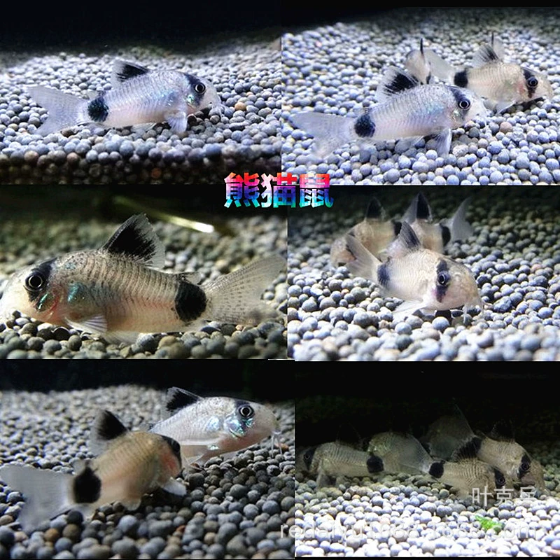 Тропические декоративные рыбы оптом панда крыса рыба чистая рыба